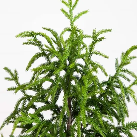 4ft. Unlit Norfolk Pine Artificial Potted Christmas Tree {5}