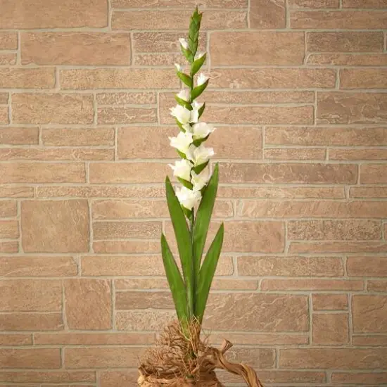 White Gladiolus Flower Stems, 3ct. {5}