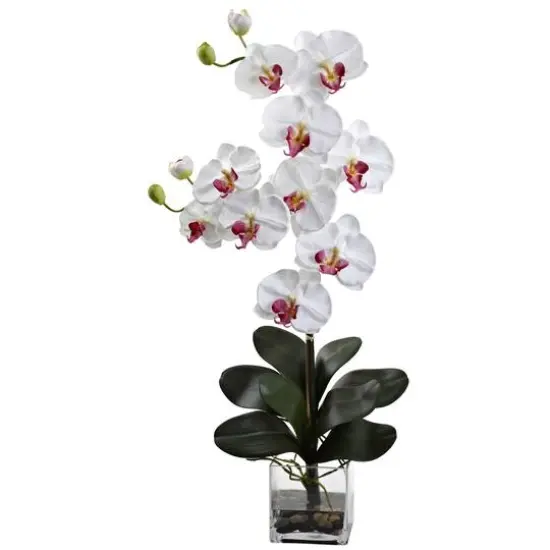 Double Giant Phalaenopsis with Vase {1}