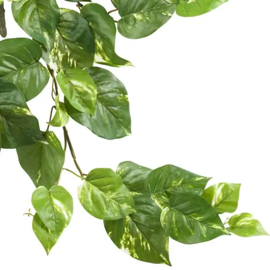 24&rdquo; Pothos Hanging Bush, 3ct. {4}