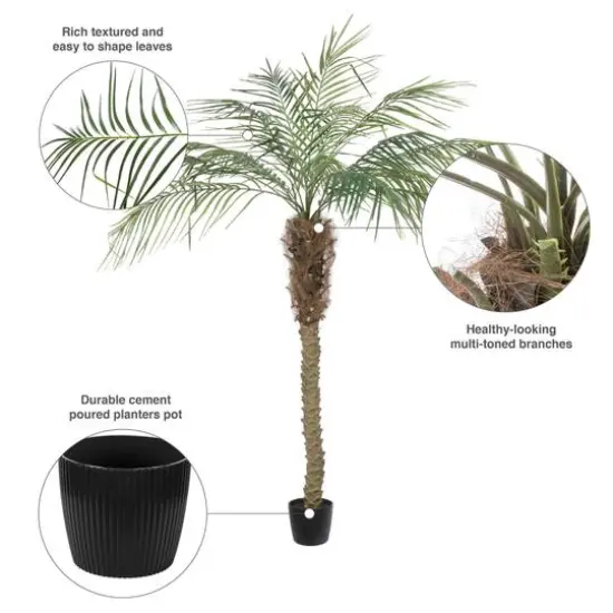 6ft. Potted Pheonix Palm Tree {9}