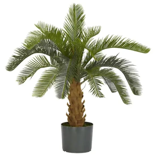 2.5ft. Potted Cycas Tree {1}