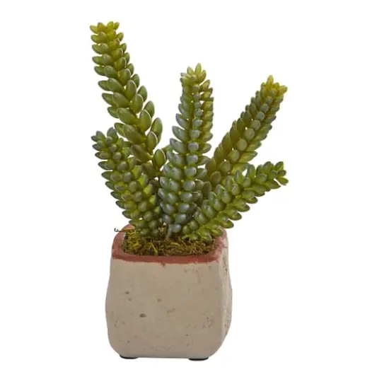 6" Potted Mixed Succulent Plants, 4ct. {4}
