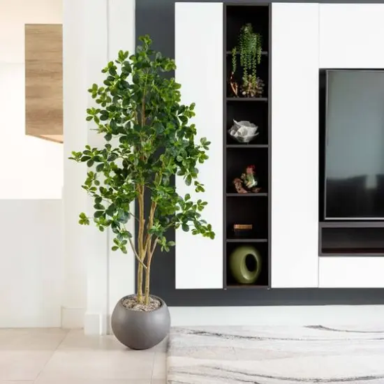 6ft. Potted Black Olive Tree {4}