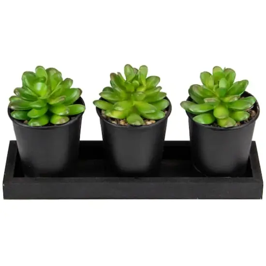 10" Potted Succulents with Wood Planter Set {3}