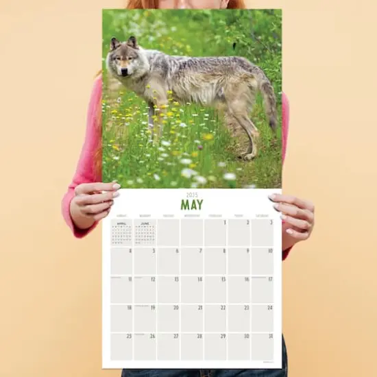 TF Publishing 2025 Wolves Wall Calendar {5}
