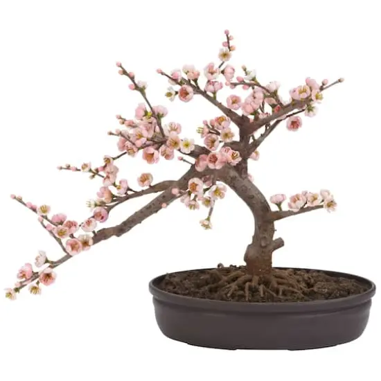 15" Potted Cherry Blossom Bonsai Silk Tree {1}