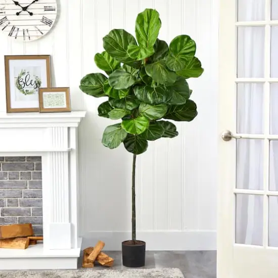 5.5ft. Potted Fiddle Leaf Tree {4}