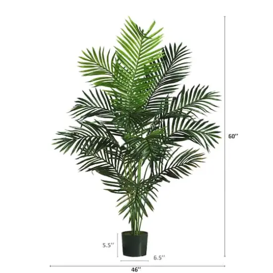 5ft. Potted Paradise Palm {5}