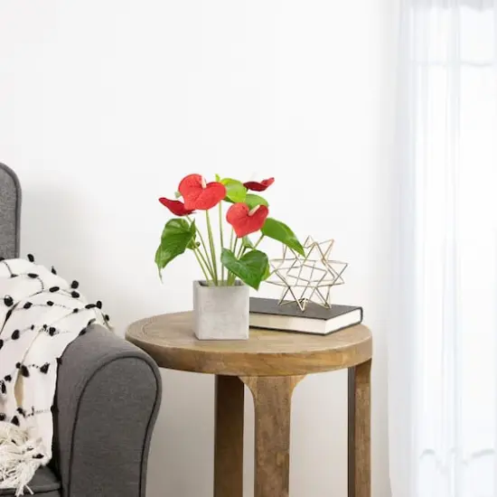 12" Red Laceleaf Plant in a Square Pot {3}