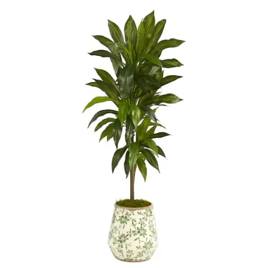 4ft. Dracaena Plant in Flower Print Planter {1}