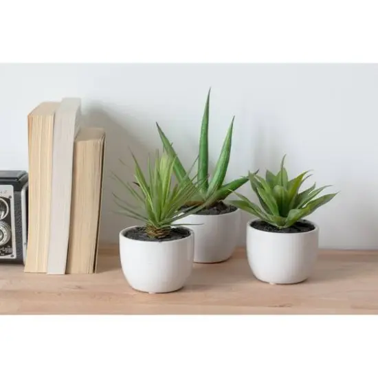 Potted Agave Plant Collection 3ct. {7}