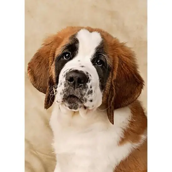 Crafting Spark St. Bernard Pup Diamond Painting Kit {3}