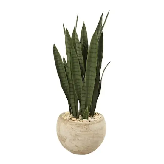 2.5ft. Snake Plant in Sand Colored Planter {1}