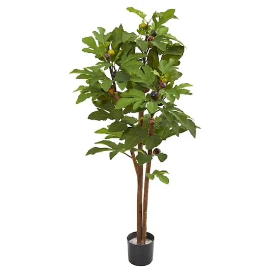 4ft. Potted Fig Tree {1}