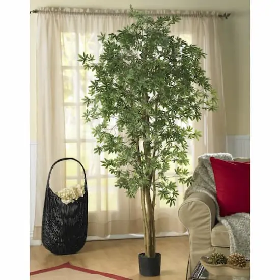 6ft. Potted Japanese Maple Silk Tree {3}