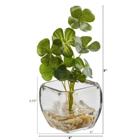 9" Clover Plant in Glass Planter, 2ct. {3}