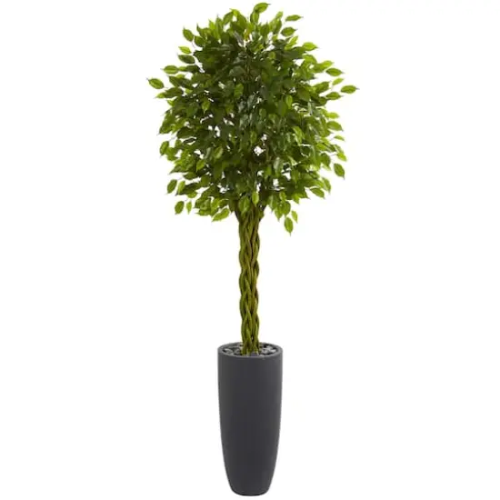 6.5ft. Braided Ficus Tree in Cylinder Planter {1}