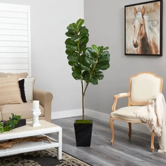 5.5ft. Fiddle Leaf Fig Tree in Black Metal Planter {5}