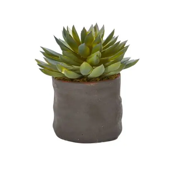8" Succulent Trio in Gray Planter {3}