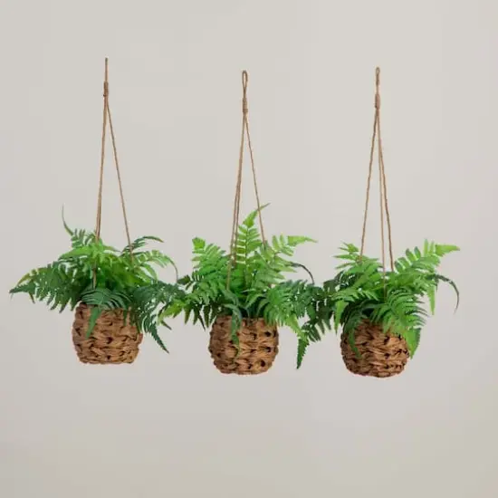 10" UV-Resistant Boston Ferns in Hanging Wicker Baskets, 3ct. {5}