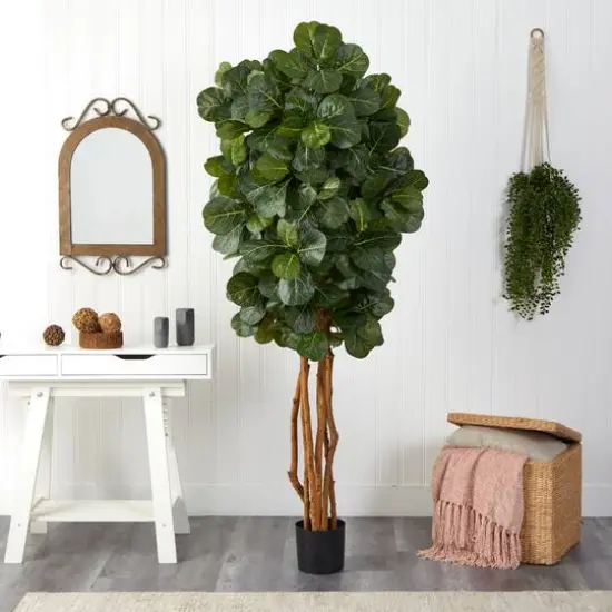 7ft. Potted Fiddle Leaf Fig Tree {6}