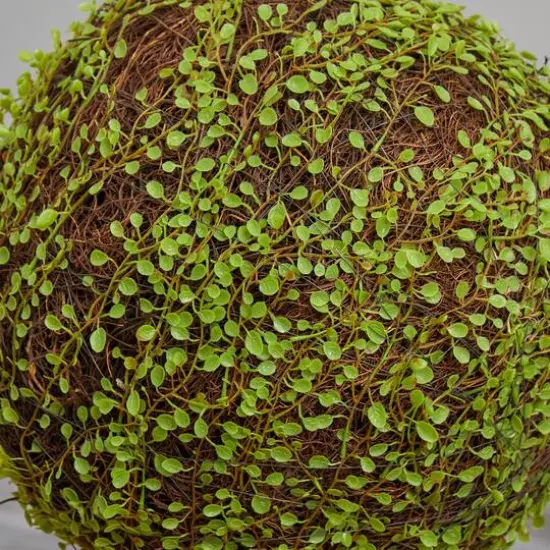 2.5ft. Mohlenbechia Ball in Black Tower Vase {11}