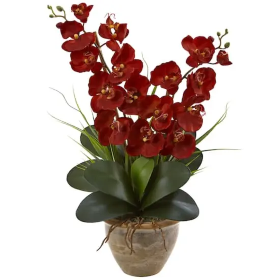 2ft. Red Double Stem Orchid Arrangement in Ceramic Vase {1}