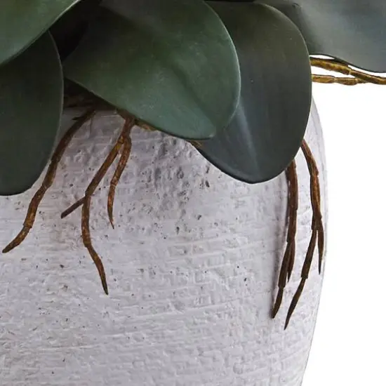 3ft. Moth Orchid Arrangement in White Planter Yellow {5}