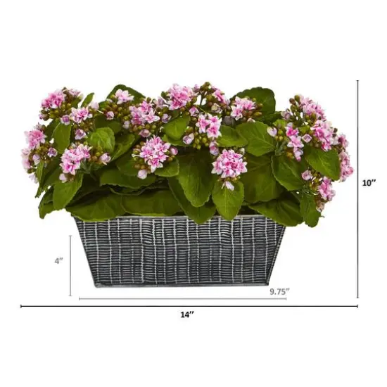 10'' Kalanchoe Plant in Black Embossed Planter {3}
