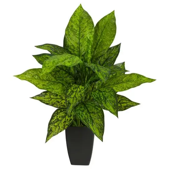 21" Dumb Cane Plant in Decorative Black Planter {1}