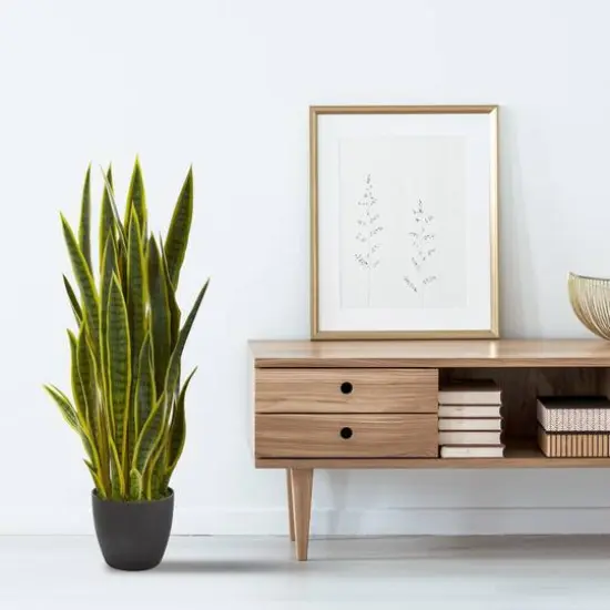 3ft. Potted Green & Yellow Snake Plant {3}