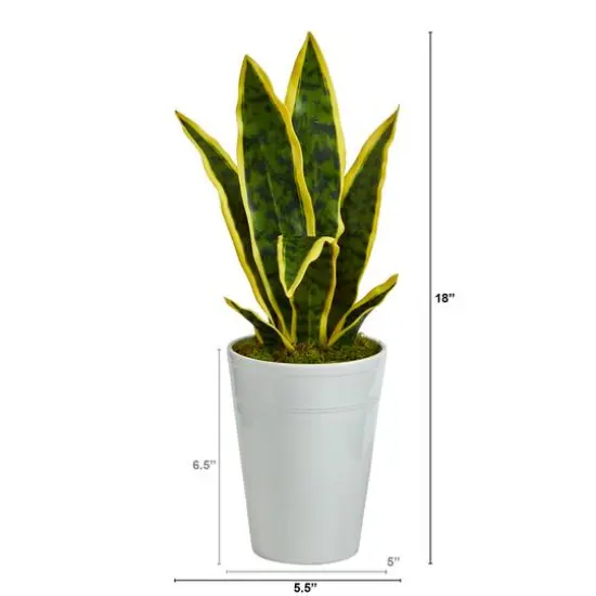 18" Snake Plant in Decorative White Planter {3}