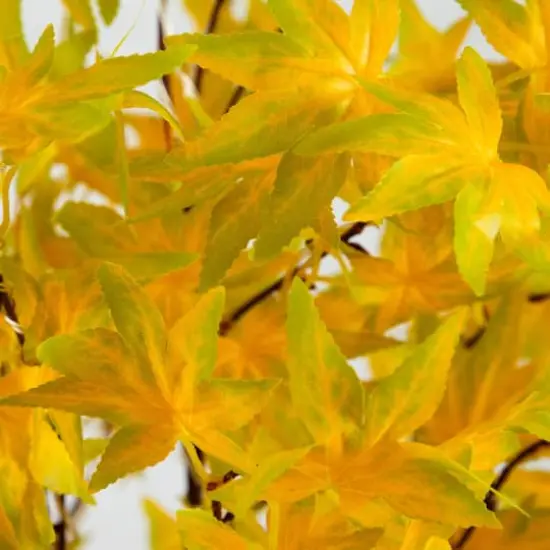 4ft. Pre-Lit Yellow Autumn Maple Artificial Fall Tree with 150 Warm White LED Lights {4}