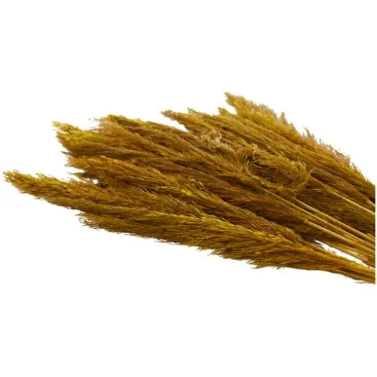 Dried Plant Bamboo Natural Foliage with Long Stems Yellow {6}