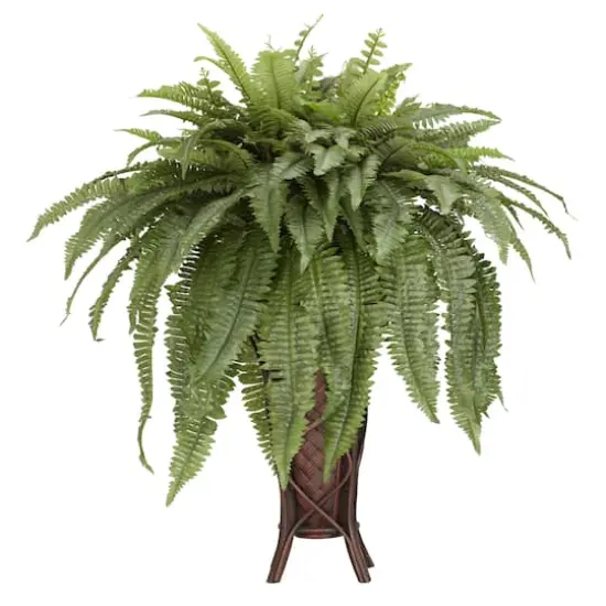 3ft. Boston Fern Plant in Stand {1}