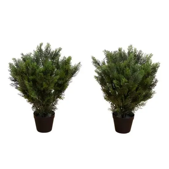 2ft. Potted UV Resistant Cedar Bushes, 2ct. {1}
