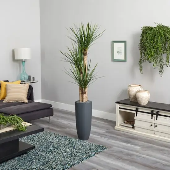 6ft. Yucca Tree in Black Planter {5}
