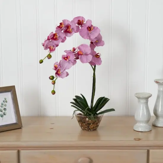 18" Moth Orchid Arrangement in Glass Vase {6}