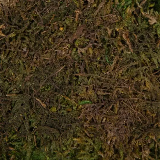 Preserved Green Sheet Moss Bag {5}