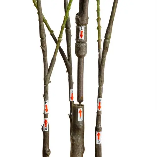 5ft. Artificial Heart Shaped Ficus Leaf Tree {6}