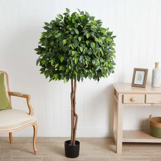 5.5ft. Potted Ficus Tree {3}