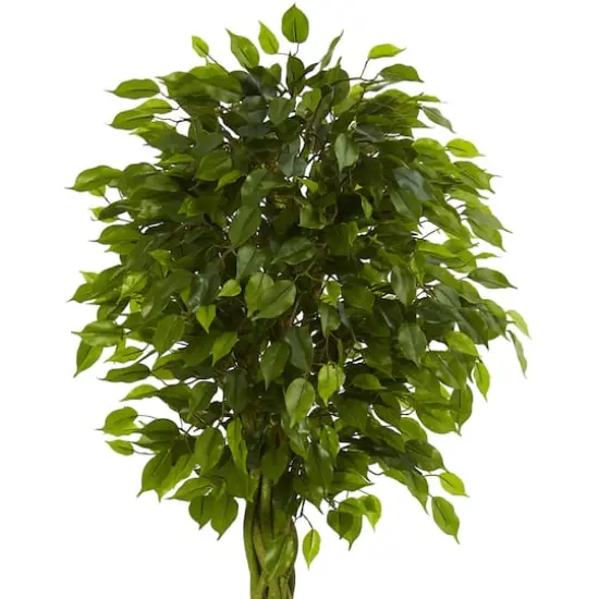 6.5ft. Braided Ficus Tree in Cylinder Planter {3}