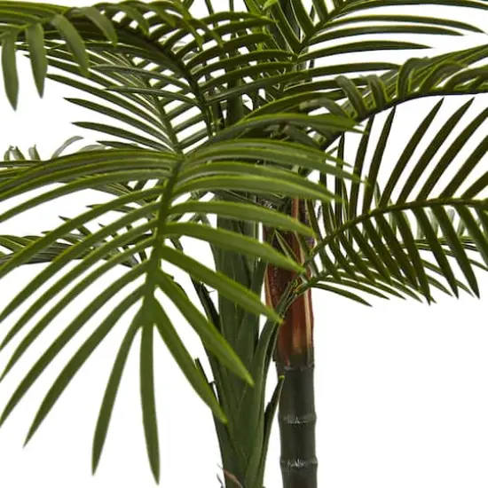 5.5ft. Potted Double Robellini Palm Tree {3}