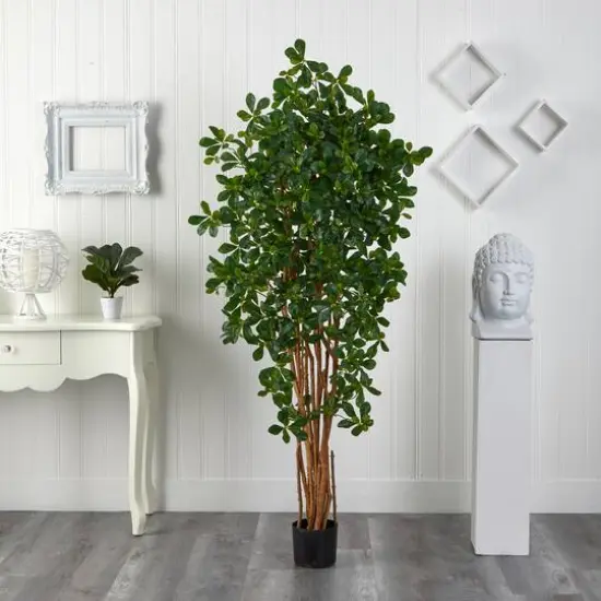 6ft. Potted Black Olive Tree {9}