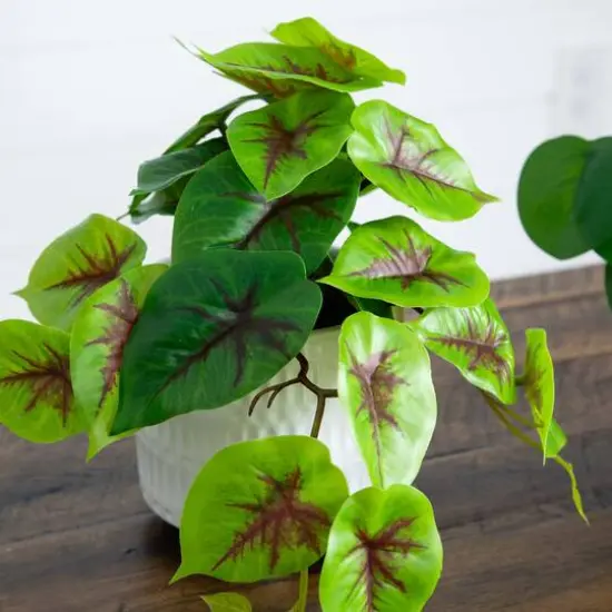 8" Mixed Greenery in Ceramic Planters Set {13}