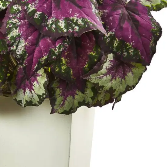 2.5ft. Purple Begonia in White Planter {4}