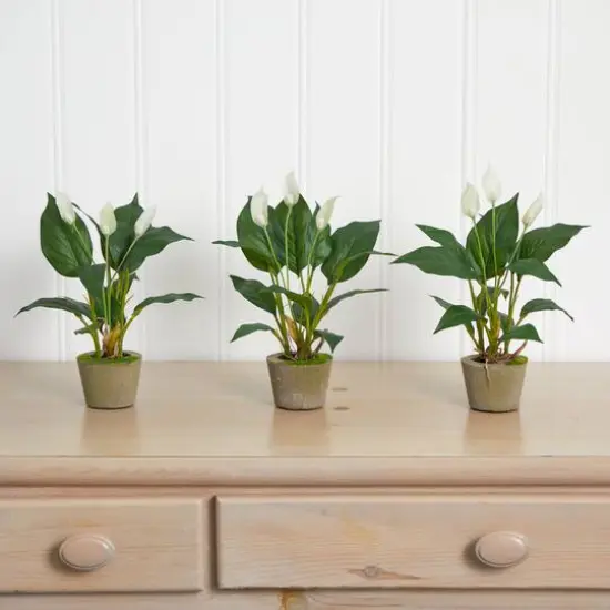 11" Peace Lily with Cement Planter, 3ct. {4}