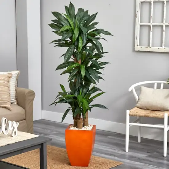5.5ft. Dracaena Plant in Orange Planter  {3}