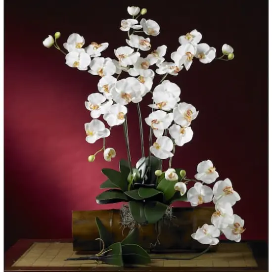 Cream Moth Orchid Stem, 6ct. {4}